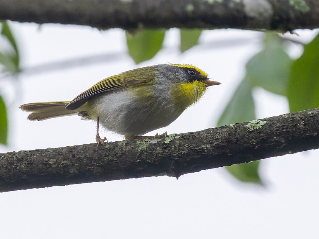 image Black-faced Warbler